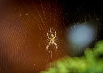 היתרונות של בחירת DreamHost עבור אתר המסחר האלקטרוני שלך