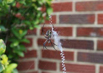 אתרים ידידותיים לסביבה: כיצד Greengeeks תומך ביוזמות ירוקות