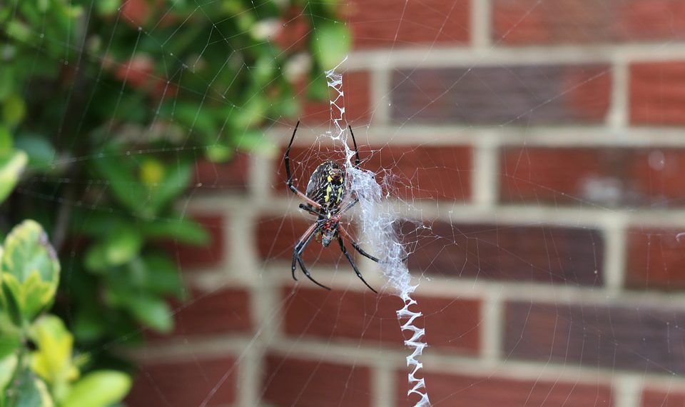 אתרים ידידותיים לסביבה: כיצד Greengeeks תומך ביוזמות ירוקות