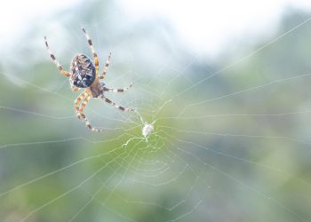 תחילת העבודה עם אירוח Inmotion: מדריך למתחילים