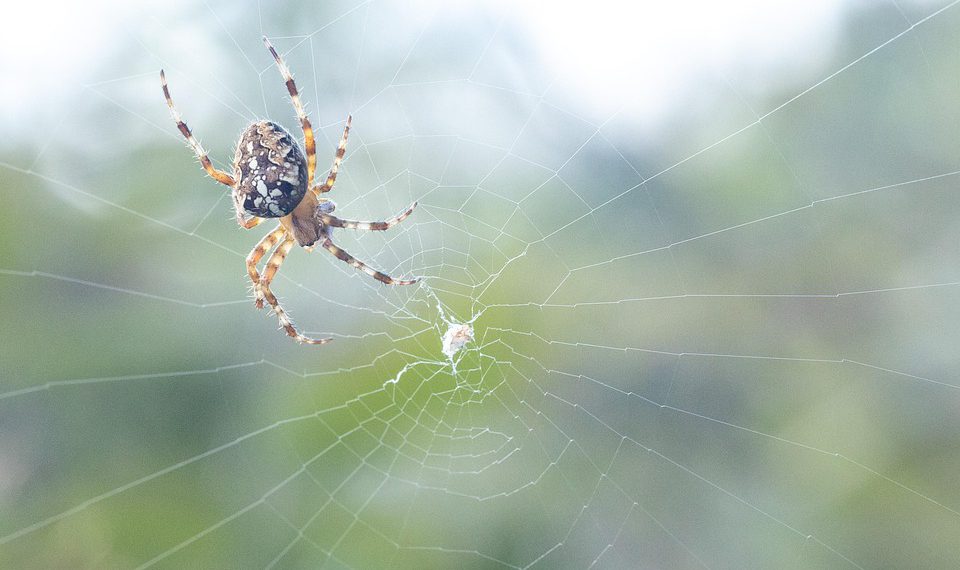 תחילת העבודה עם אירוח Inmotion: מדריך למתחילים