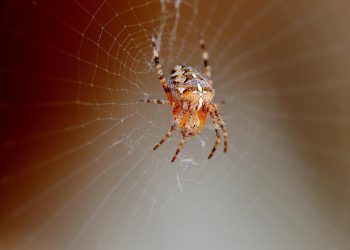 תמיכת לקוחות באירוח A2: משתמשים אמיתיים חולקים את החוויות שלהם