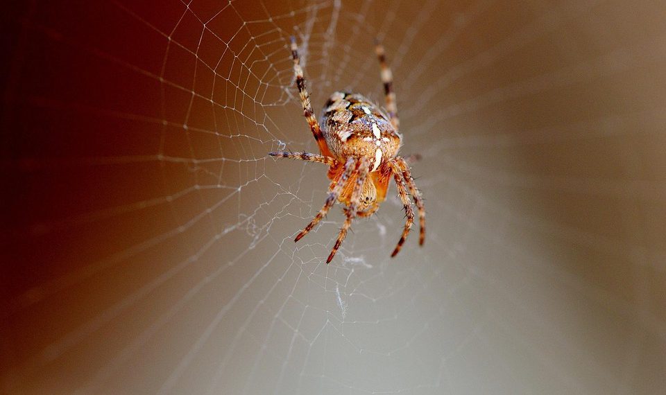 תמיכת לקוחות באירוח A2: משתמשים אמיתיים חולקים את החוויות שלהם