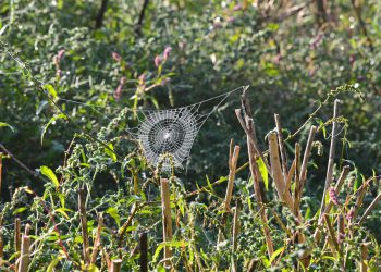 המדריך האולטימטיבי לתוכניות האירוח של IPage: איזה מהם מתאים לך?