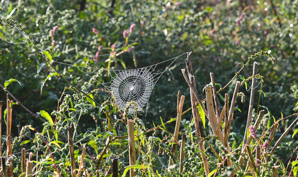 המדריך האולטימטיבי לתוכניות האירוח של IPage: איזה מהם מתאים לך?