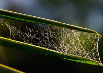 סיפורי הצלחה: כיצד HostGator הפעיל את אתרים המשגשגים האלה