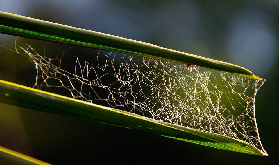 סיפורי הצלחה: כיצד HostGator הפעיל את אתרים המשגשגים האלה