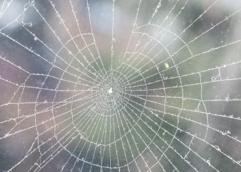 אבטחת מנוע WP: שיטות עבודה מומלצות לשמירה על אתר וורדפרס שלך