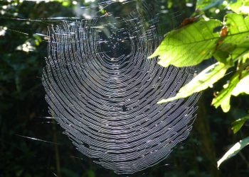 מדריך מקיף לאירוח אתרים בינלאומי: מה לחפש