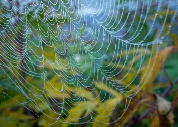 חקר Bluehost: תכונות, יתרונות וחוויות משתמש