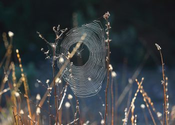 מה ההבדל בין סוגי אירוח אתרים וכיצד לבחור נכון?