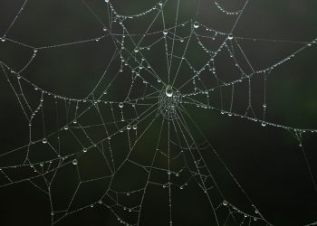 השוואה זו לצד זו של ספקי אירוח אתרים פופולריים