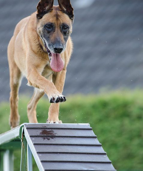 אירוח משתלם ללא פשרה: מדוע לבחור ב- Bluehost?