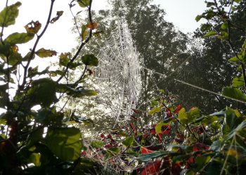 שלב אחר שלב: כיצד להפעיל את האתר הראשון שלך עם אירוח A2