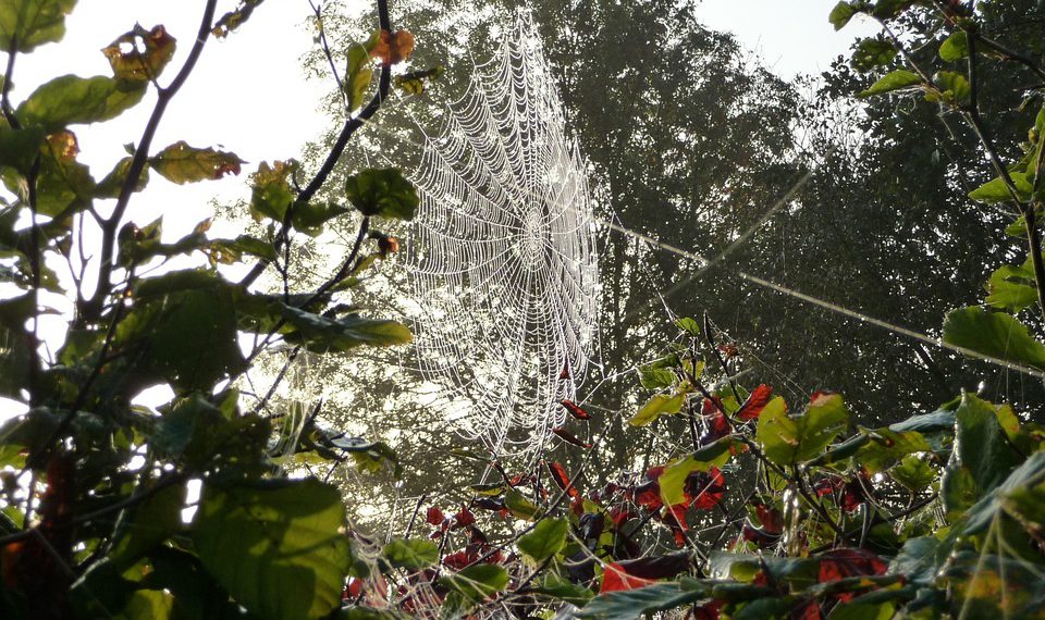 שלב אחר שלב: כיצד להפעיל את האתר הראשון שלך עם אירוח A2