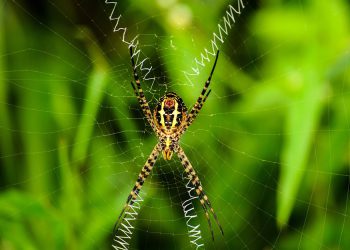 קנה מידה: כיצד שרת Jet תומך בקלות בגידול ארגונים