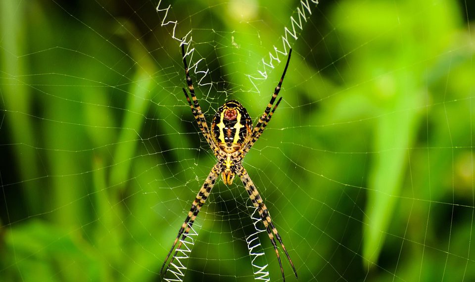 קנה מידה: כיצד שרת Jet תומך בקלות בגידול ארגונים