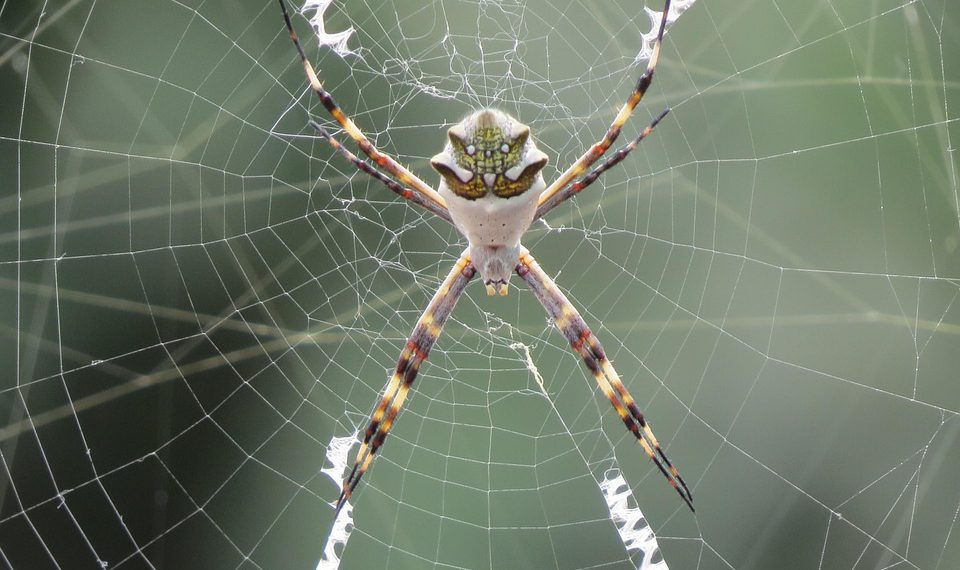 קנה מידה של נוכחותך המקוונת: כיצד Siteground תומך באתרי אינטרנט צומחים