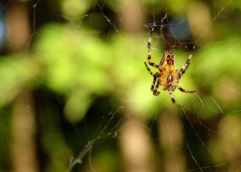 העתיד של גודאדי: חידושים ואסטרטגיות לנוף הדיגיטלי החדש