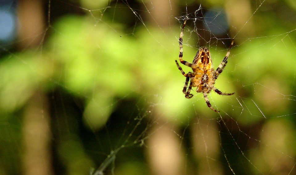 העתיד של גודאדי: חידושים ואסטרטגיות לנוף הדיגיטלי החדש