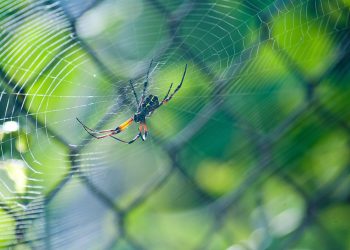 השוואה בין ספקי אירוח אתרים הזולים הטובים ביותר: תכונות ומחירים