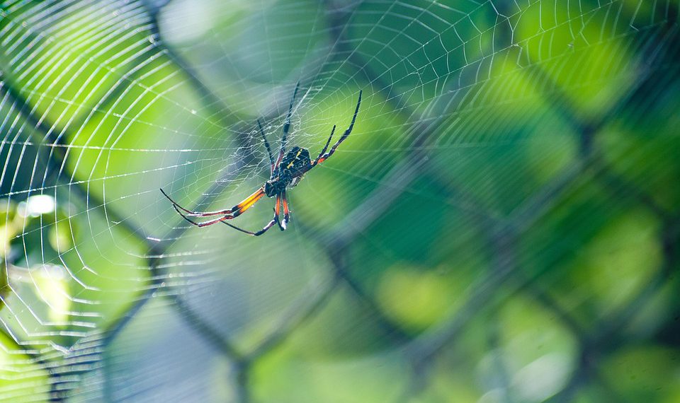 השוואה בין ספקי אירוח אתרים הזולים הטובים ביותר: תכונות ומחירים