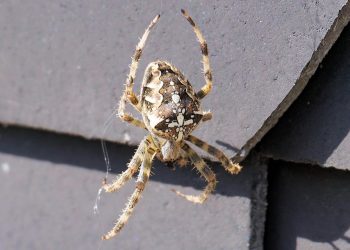 איך לבחור את תוכנית האירוח המושלמת לעסק שלך?