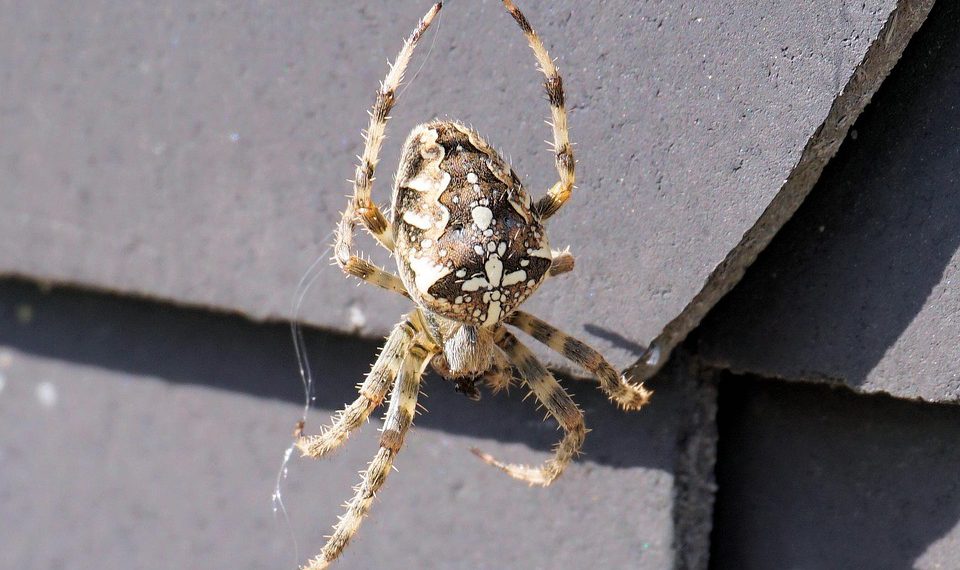 איך לבחור את תוכנית האירוח המושלמת לעסק שלך?