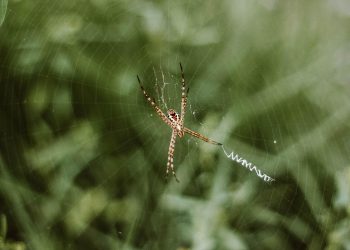 בחינת תמיכת הלקוחות של אירוח inmotion: איכות וזמינות