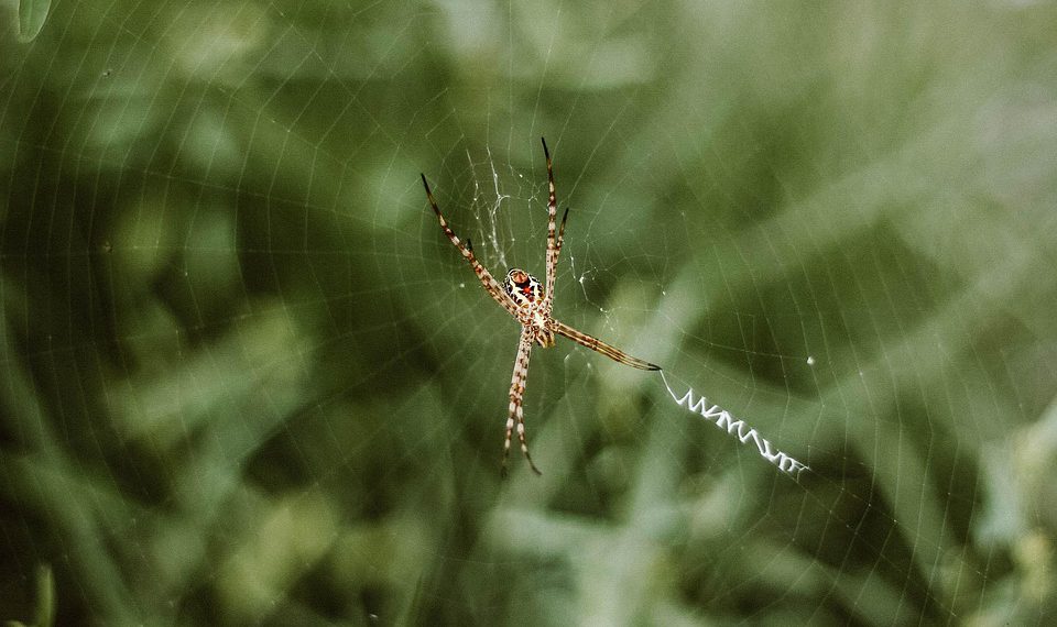 בחינת תמיכת הלקוחות של אירוח inmotion: איכות וזמינות