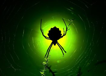 בחינת ערימת הטכנולוגיה החדשנית של קינסטה לביצועי אתר אופטימליים