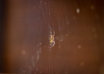 אירוח אתרים: מיתוסים ומציאות