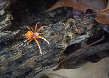 מריצים את העסק: מתי לבחור בשרת ייעודי ומתי להסתפק באירוח שיתופי?