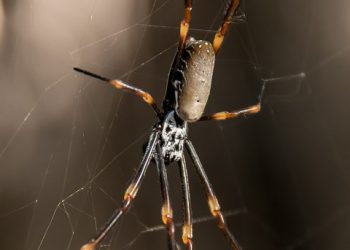 הבעיות הנפוצות בחבילות אירוח אתרים ואיך להימנע מהן