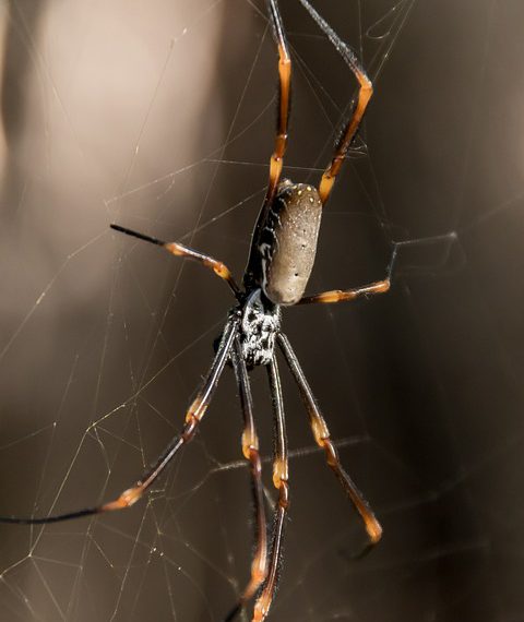 הבעיות הנפוצות בחבילות אירוח אתרים ואיך להימנע מהן