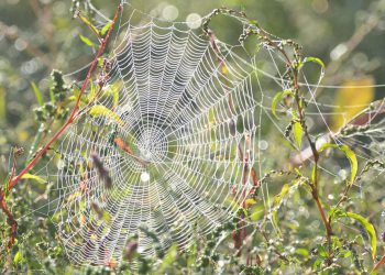 העברת האתר שלך ל- Hostinger: מה שאתה צריך לדעת