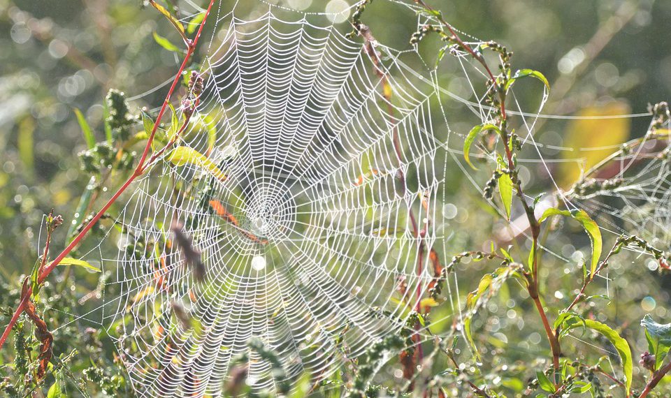 העברת האתר שלך ל- Hostinger: מה שאתה צריך לדעת
