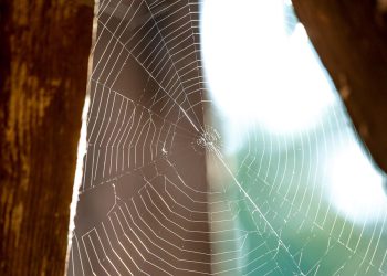 החל מהסטארט -אפים ועד ארגונים: מדוע מנוע WP בנוי לכל גודל עסקי