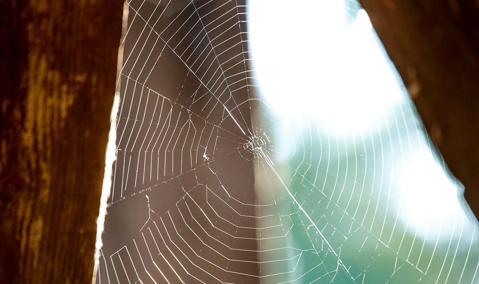 החל מהסטארט -אפים ועד ארגונים: מדוע מנוע WP בנוי לכל גודל עסקי