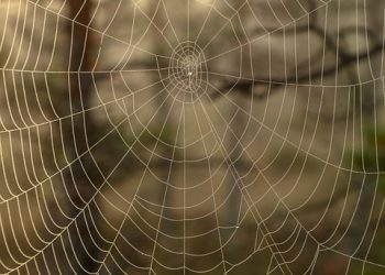 מארח אתרים שדואג: סקירה כללית של ההשפעה הסביבתית של גרינגיקס