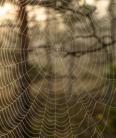 מארח אתרים שדואג: סקירה כללית של ההשפעה הסביבתית של גרינגיקס