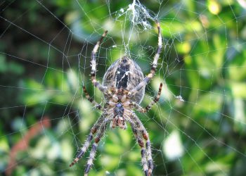 טיפים לעבודה עם ספקי אירוח אתרים לוורדפרס: איך להימנע מטעויות?