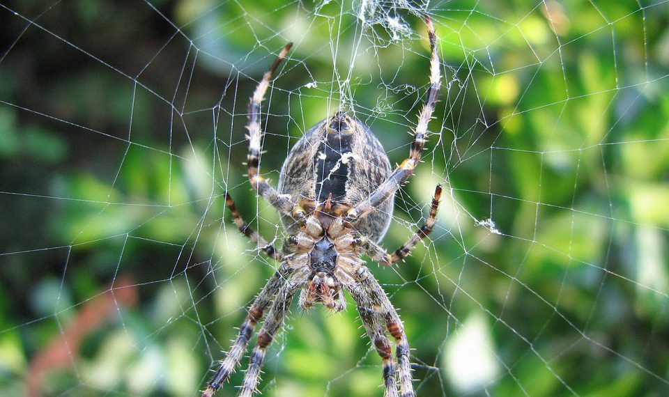 טיפים לעבודה עם ספקי אירוח אתרים לוורדפרס: איך להימנע מטעויות?