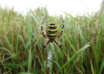 אירוח אתרים עם נפח בלתי מוגבל: האם הנפח באמת בלתי מוגבל?