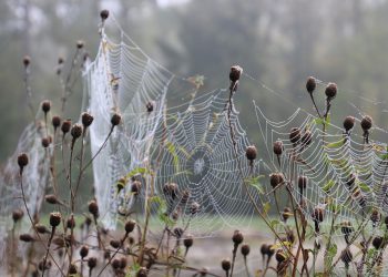 טכנולוגיה חדשנית: התשתית המתקדמת מאחורי Jet Server