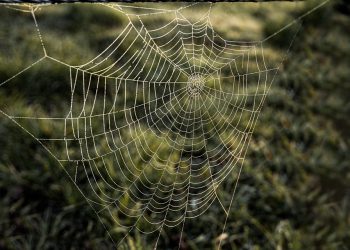 מקסם את ביצועי האתר שלך: טיפים לשימוש ב-InMotion Hosting