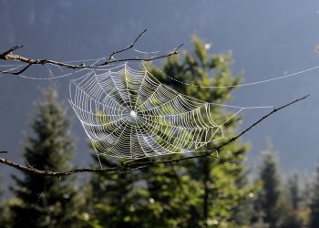 המלצות על ספקי אירוח אתרים עם תמיכה טכנית 24/7: מי שווה את הכסף?