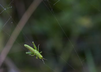כיצד לבחור את ספק האירוח המתאים לאתר שלך?