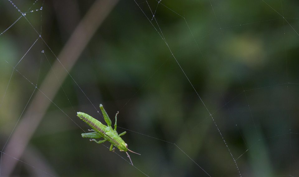 כיצד לבחור את ספק האירוח המתאים לאתר שלך?