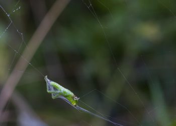 גורם הקיימות: כיצד InterServer הופכת ירוקה באירוח אתרים